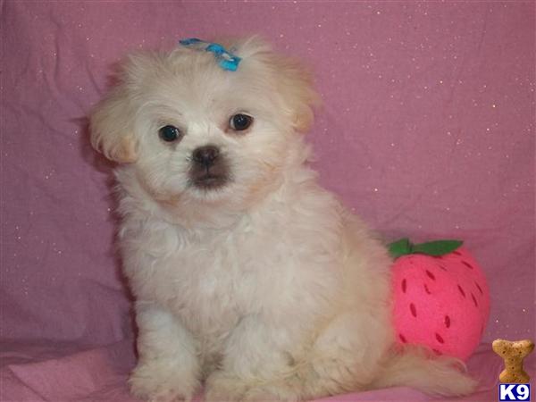 Tiny+shih+tzu+puppies+for+sale+in+ohio