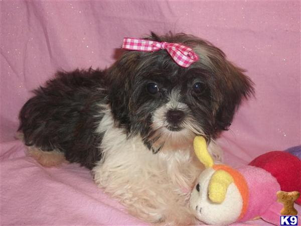 Shih+tzu+puppies+for+adoption+in+ohio