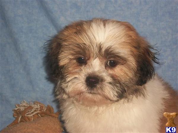 Shih+tzu+puppies+for+sale+in+ohio