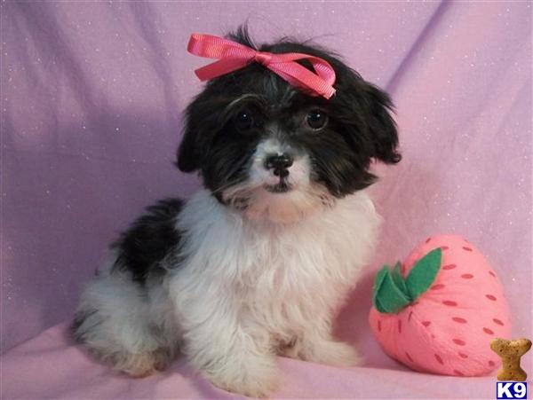 Imperial+shih+tzu+puppies+for+sale+in+ohio