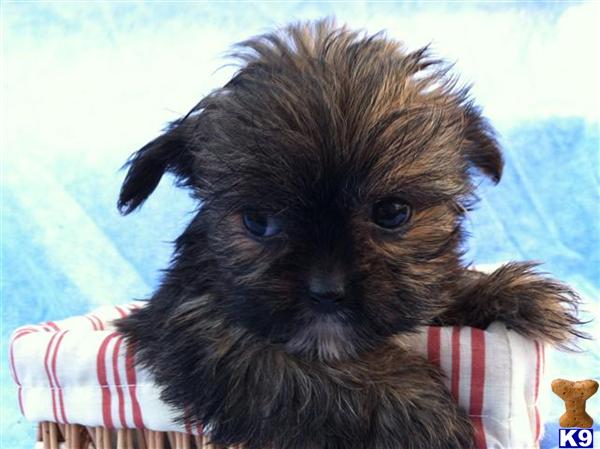 blooded wolf puppies for sale shih tzu sale toledo ohio myideasbedroom blooded wolf puppies for sale shih tzu sale toledo ohio myideasbedroom
