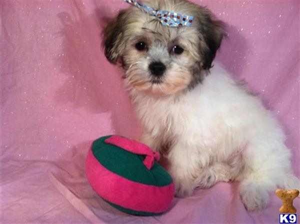 Puppies in Utica
