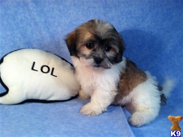 Puppies in Utica