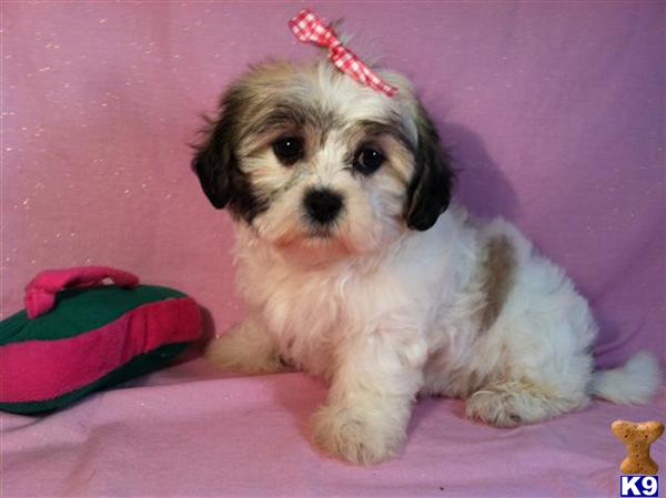 Puppies in Utica