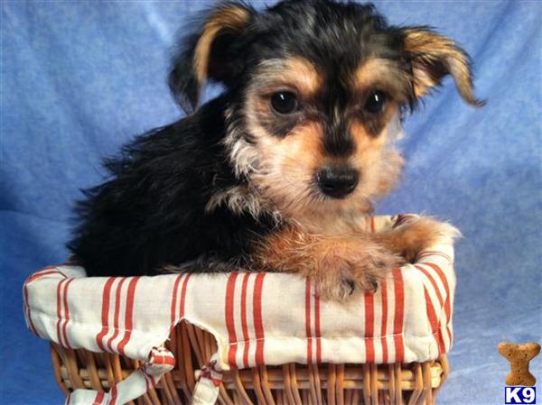 Puppies in Utica