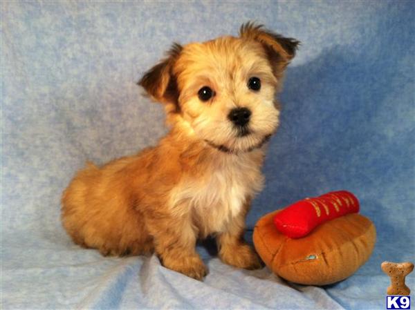 Puppies in Utica