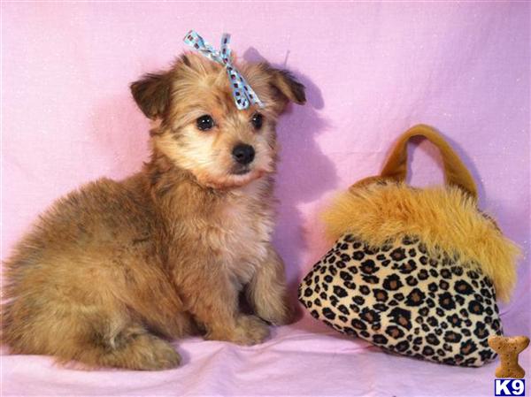 Puppies in Utica