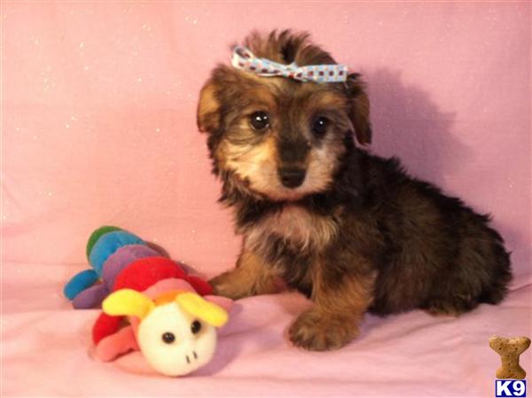 Puppies in Utica
