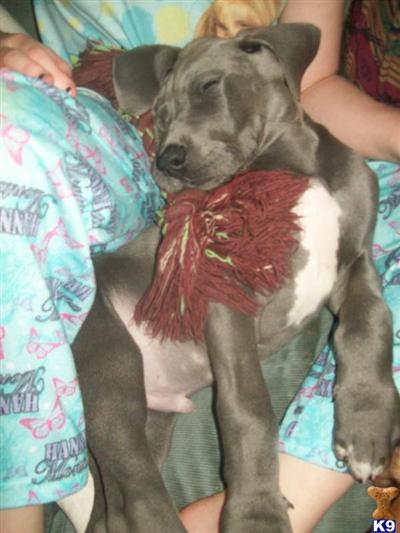 Puppies in WA