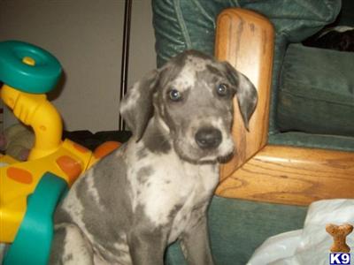 Puppies in WA