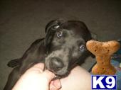 Puppies in WA