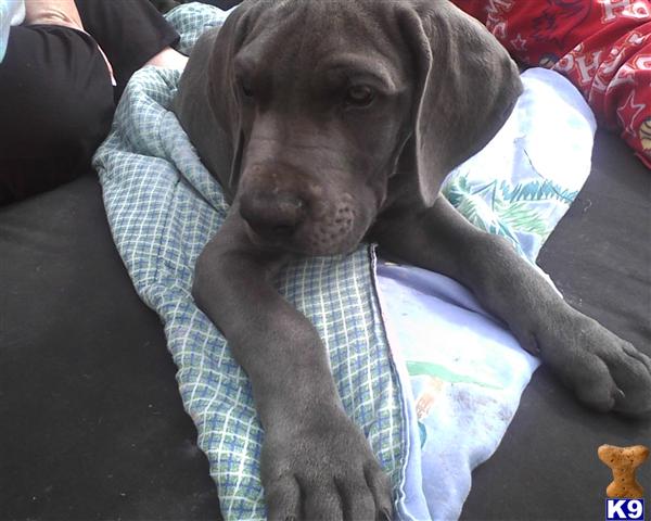 Puppies in Bonney lake