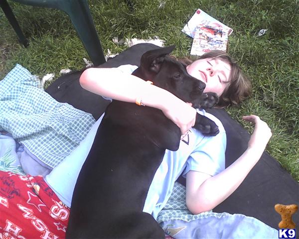 Puppies in Bonney lake