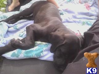 Puppies in Bonney lake