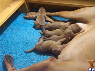 Vizsla Puppies for Sale