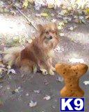 Dogs for Sale in KS