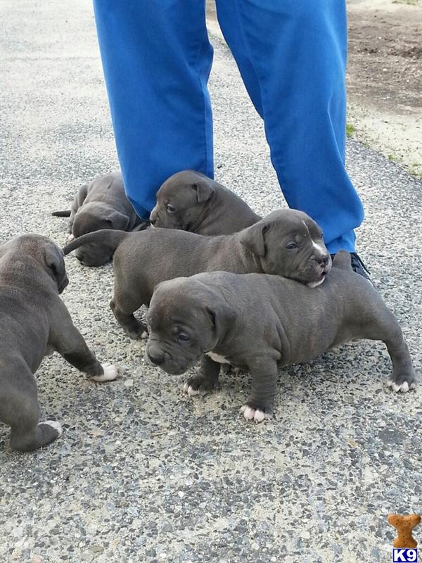 Puppies in NJ