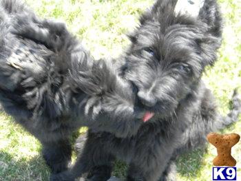 Puppies in Adrian