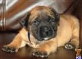 Mastiff