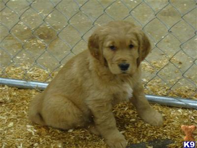 Puppies in OR
