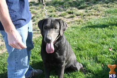 Stud Dogs in CA
