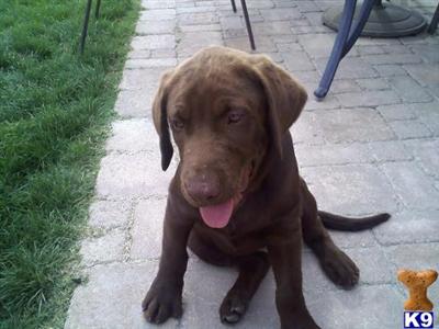 Dogs for Sale