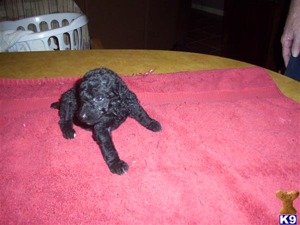 Puppies in Paragould