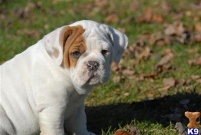 Puppies in MA
