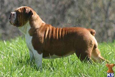 Dogs for Sale in MA