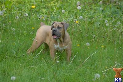 Old English Bulldog Puppies for Sale