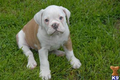 Old English Bulldog Puppies for Sale