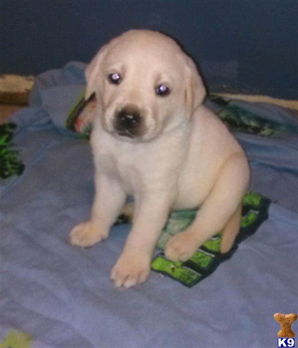labrador puppies california document moved labrador puppies california document moved