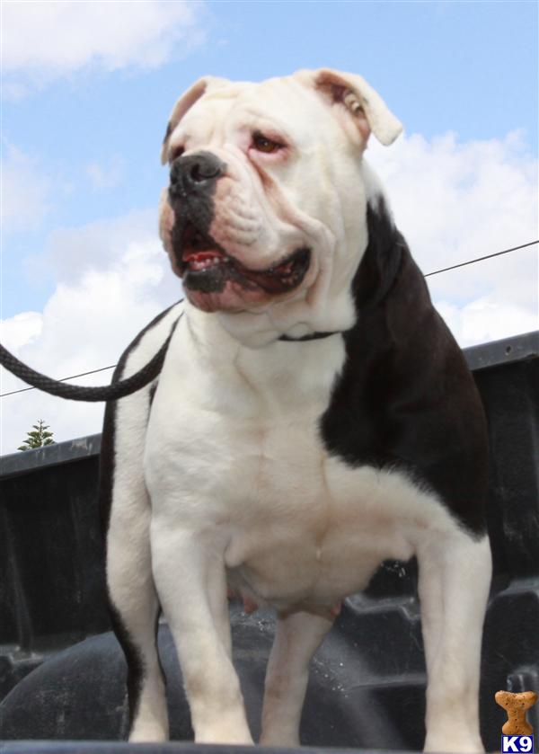 Dogs for Sale in CA