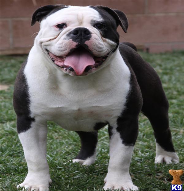Stud Dogs - Old English Bulldog