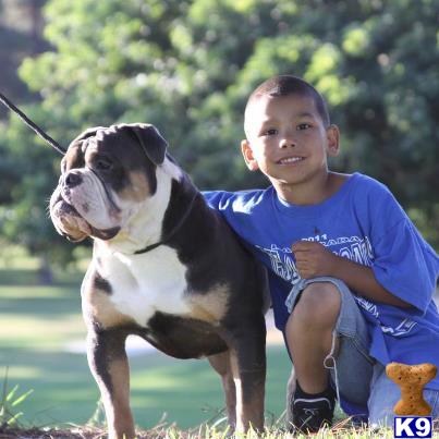 Stud Dogs - Old English Bulldog