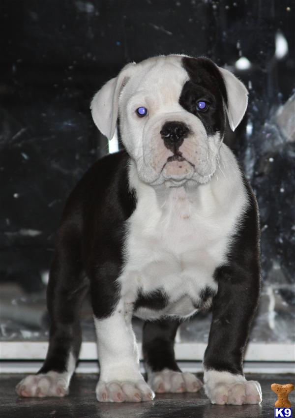 Old English Bulldog Puppies