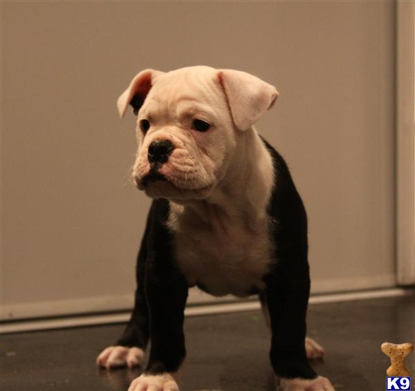 Old English Bulldog Puppies