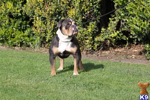 Old English Bulldog Puppies