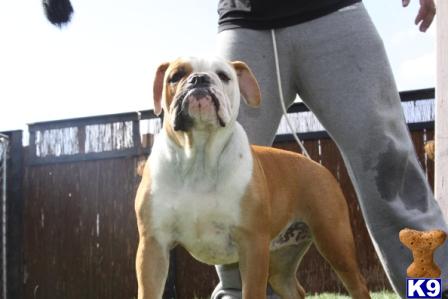 Dogs - Old English Bulldog