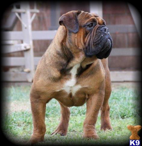 Stud Dogs - Old English Bulldog