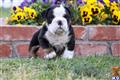 Old English Bulldog