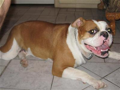 Dogs - English Bulldog
