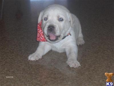 Puppies in Hesperia