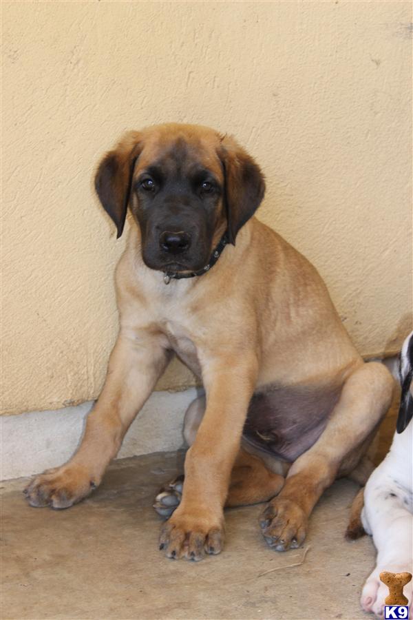 Great Dane Puppies in TX