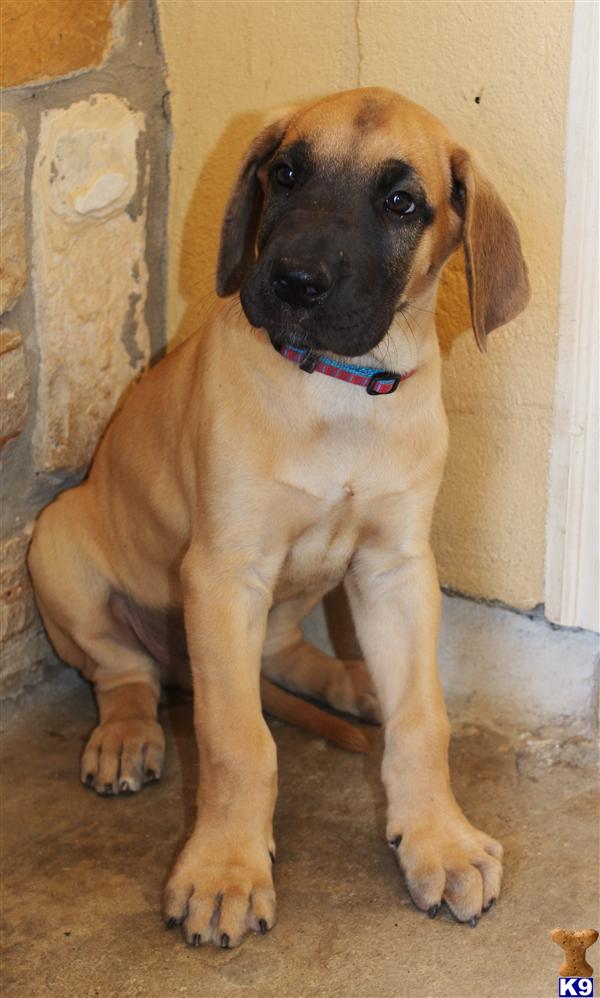 Great Dane Puppies in TX