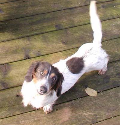 Dogs for Sale in CA