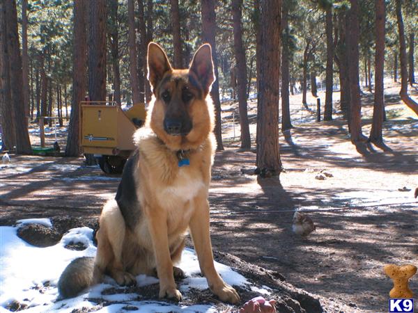 Stud Dogs in CO