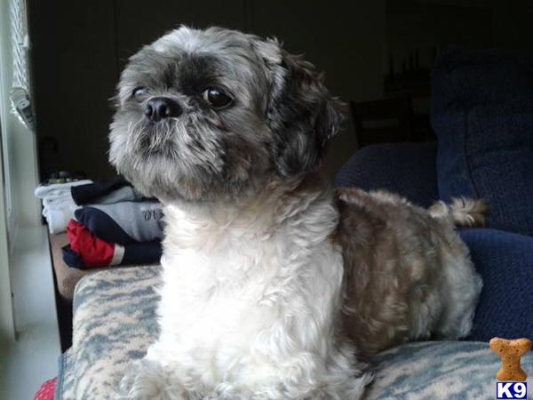 Dogs - Shih Tzu