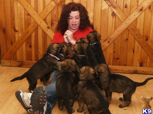 Puppies in TN