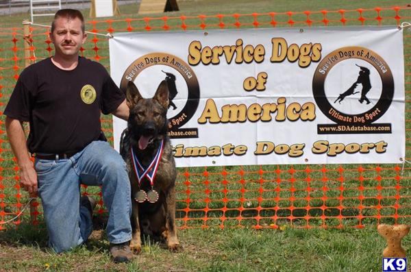 Dogs for Sale in TN